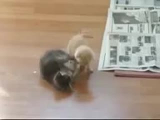 Прикольные кошки 2 котенка мило играют а третий котенок рыгает! Забавно смотреть!!