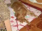 Игорь Горох фотография #38 (источник - https://vk.com/id6322143)