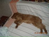 Игорь Горох фотография #13 (источник - https://vk.com/id6322143)