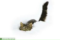 Іруся Свінтковська фотография #27 (источник - https://vk.com/id8590424)