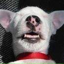 Фотография Лыскович Алены