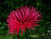 Фотография Пеньковой Анжелы