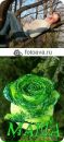 Фотография Манашкиной Марии