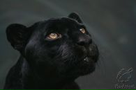 Фотография Марченко Яны