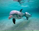 Фотография Монблан Любови