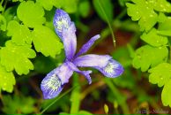 Олеся Ник фотография #50 (источник - https://vk.com/id2680149)