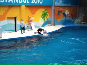 Murat Uzun фотография #35 (источник - https://vk.com/id1846906)