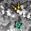 Олічка Чипак фотография #36 (источник - https://vk.com/id152650304)