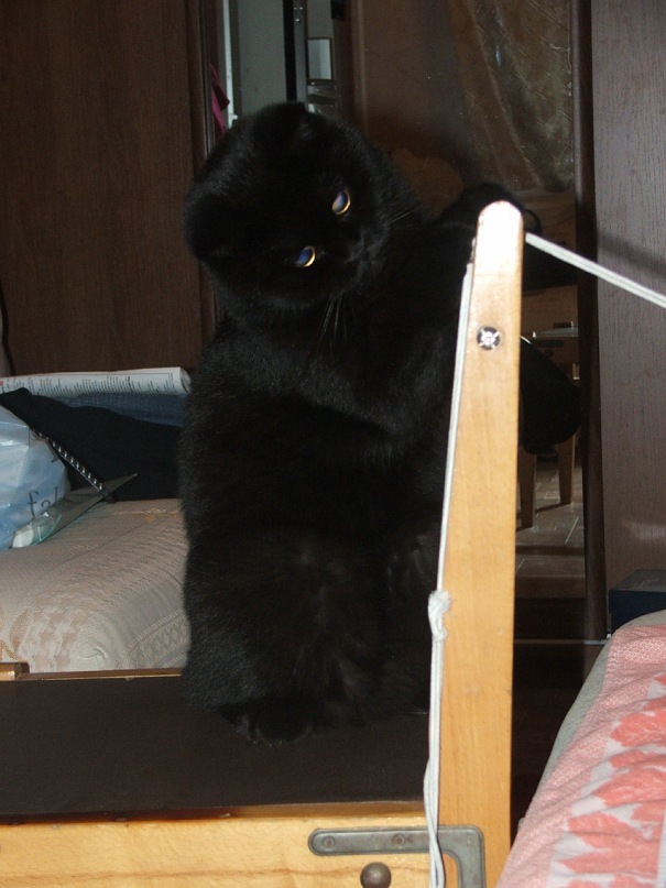 Миша Шепелёв фотография #11