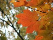 Світлана Дацюк фотография #23 (источник - https://vk.com/id21896382)