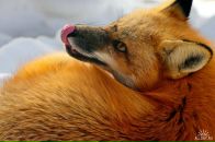 Фотография Тяжева Михаила