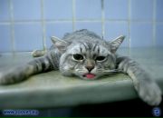 Фотография Лис Ирины