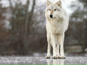 Фотография Петрова Вана