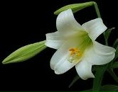 Фотография Nuri Kamile