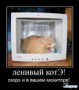 Котэ ^_^ фотография #2 (источник - https://vk.com/id79989265)