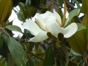 Фотография Голосок-Заболоцкой Татьяны