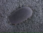 Фотография Тор Елены