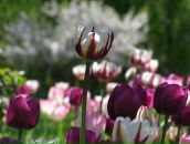 Фотография Коченовой Евгении