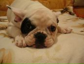 Фотография Nestingdolls Russian