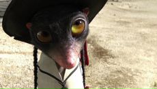 Фотография Зу Дашик