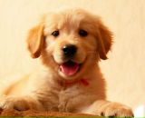 Фотография Борсук Алеси