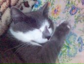 Фотография Нелепов Леонид