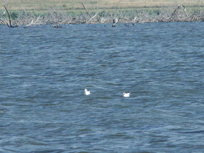 Яков Бахаркин фотография #50