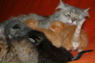 Кіріл Петрук фотография #47 (источник - https://vk.com/id2620559)