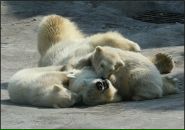 Фотография Никулина Михаила