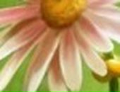 Марішта Боровська фотография #26 (источник - https://vk.com/id123799628)