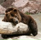 Фотография Кухилавы Давида