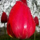 Сергій Гурінчук фотография #26 (источник - https://vk.com/id12433093)