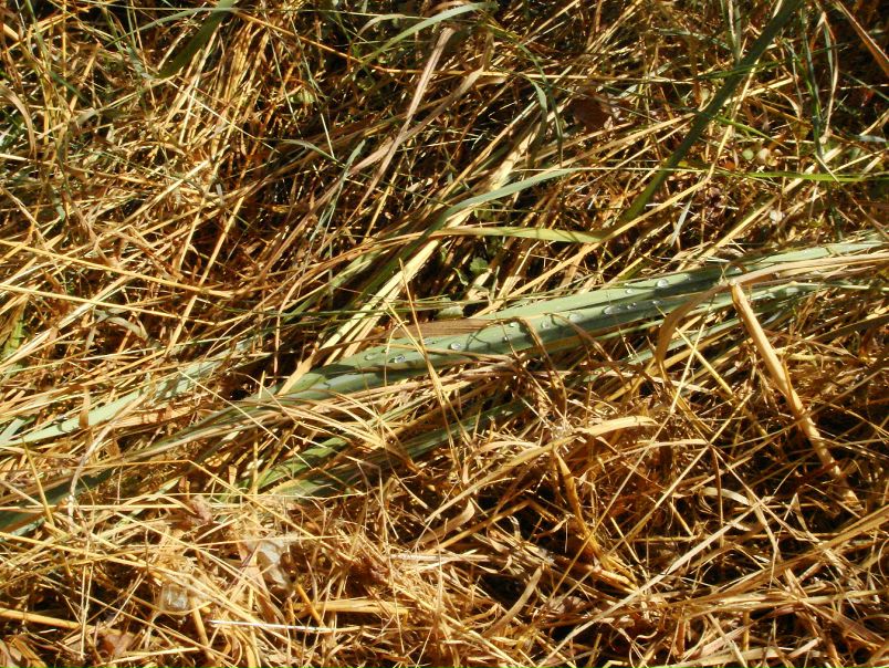 Лев Пак фото №49