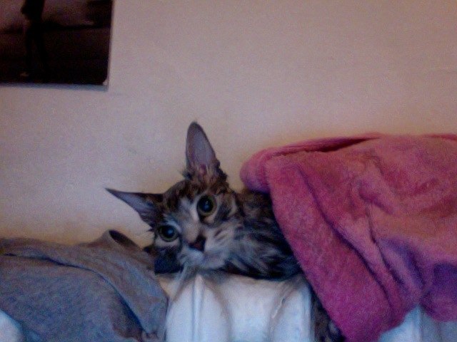 Сима Ли фотография #28