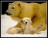 Фотография Никулина Михаила