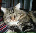 Фотография Шоршигина Даниила