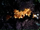 Фотография Сираковой Елены