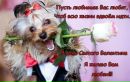 Пуфыфстая_ Киса фотография #3 (источник - https://vk.com/id144235558)
