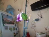 Вікторія Приходько фотография #17 (источник - https://vk.com/id95471587)