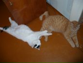 Фотография Ильенко Екатерины