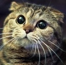 Ігор Папроцький фотография #44 (источник - https://vk.com/id138065142)