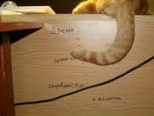 Фотография Шереметьевой Екатерины