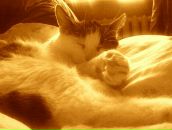 Фотография Головкиной Елены