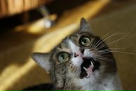 Фотография Бойбородина Екатерина