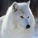 Фотография Варнаева Ивана