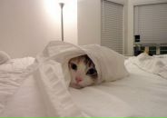 Наталія Ольшанецька фотография #30 (источник - https://vk.com/id24076933)