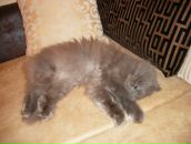 Фотография Сомовой Виктории