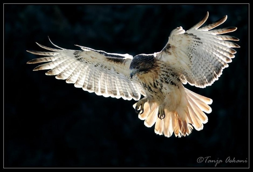 Дмитрий Лариенко фотография #40