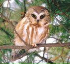 Фотография Мельник Натальи