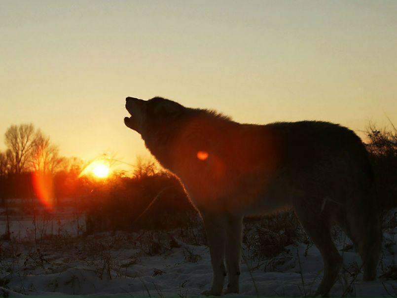Volla Wolf фото №6